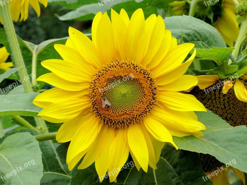 Sunflower Yellow Nature Flower Sunflowers