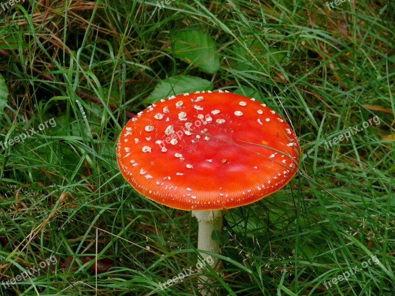 Mushroom Fly Agaric Red White Forest