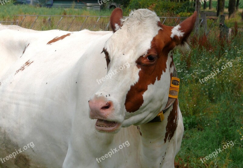 Cow Roan Animal Cattle Live Stoke