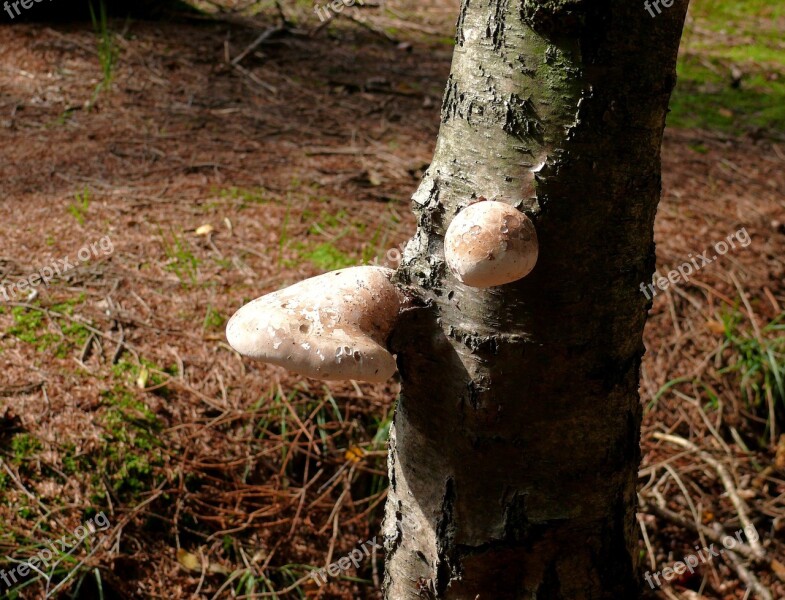 Mushroom Beige Forest Tree Tree Bark