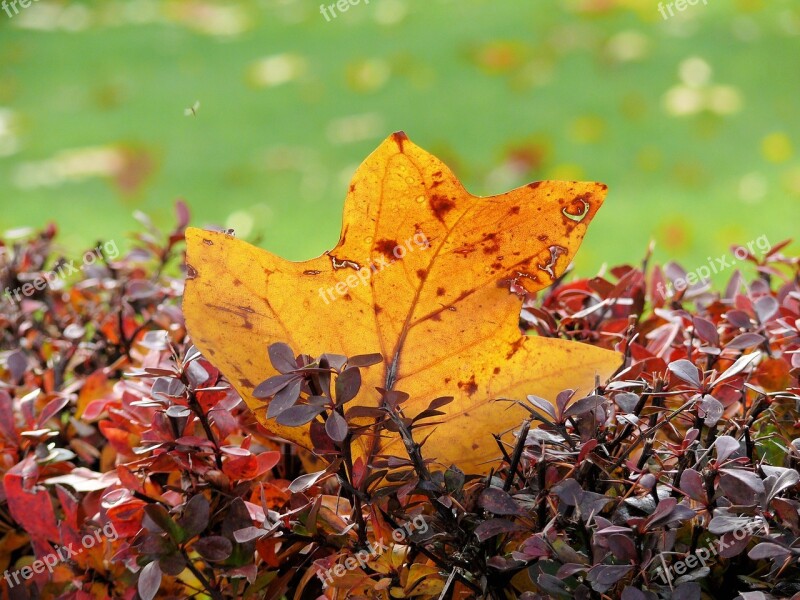 Autumn Leaf Sheet Autumn Dark Yellow Free Photos