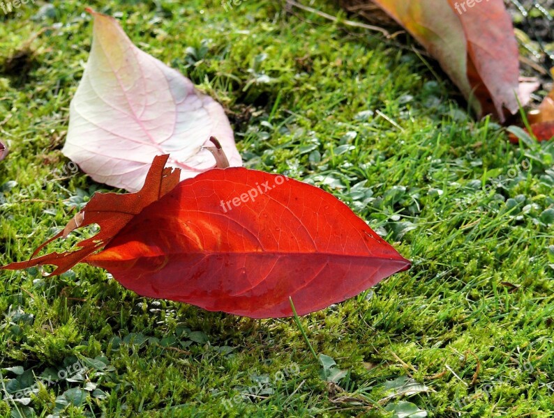 Autumn Leaf Sheet Autumn Red Leaves