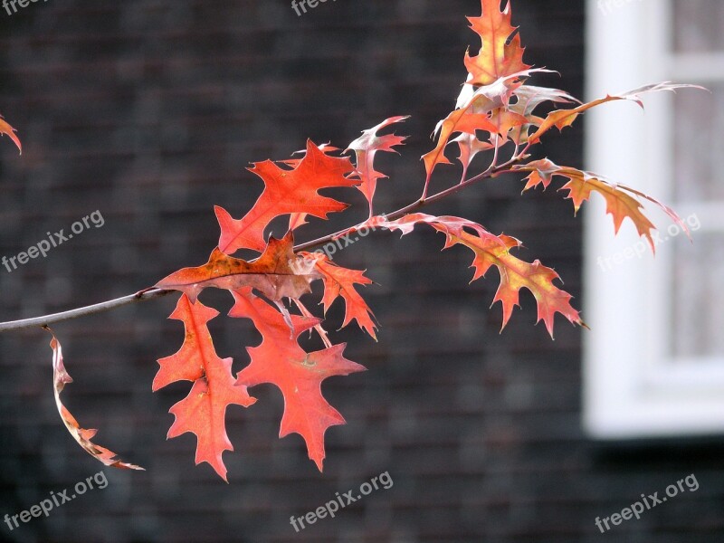 Autumn Leaf Sheet Autumn Red Leaves