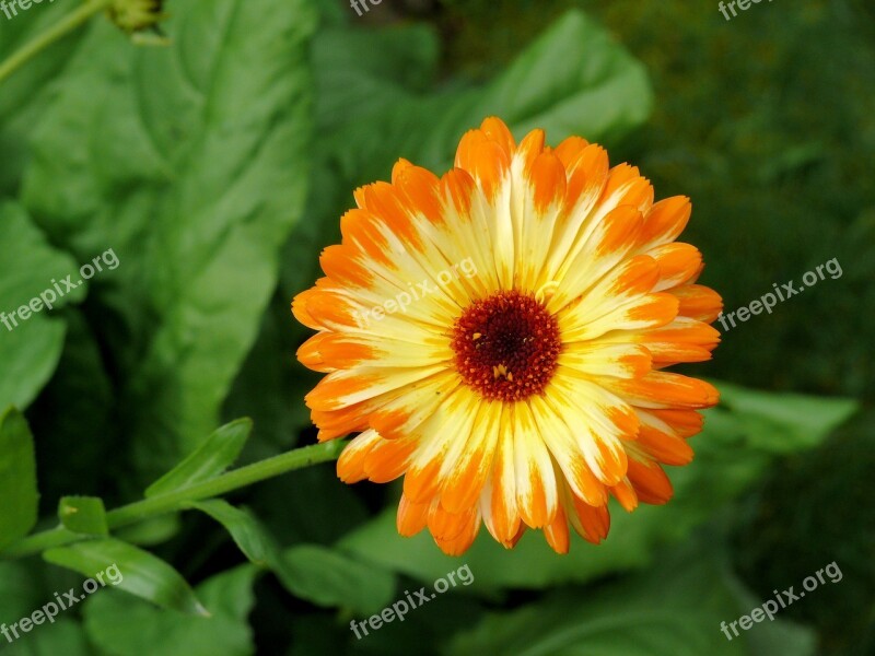 Calendula Plant Bloom Orange Flower