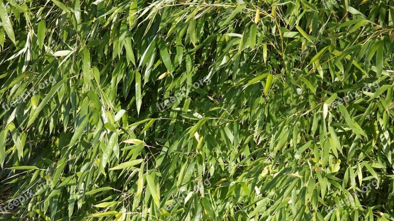 Zen Bamboo Garden Meditation Leaves