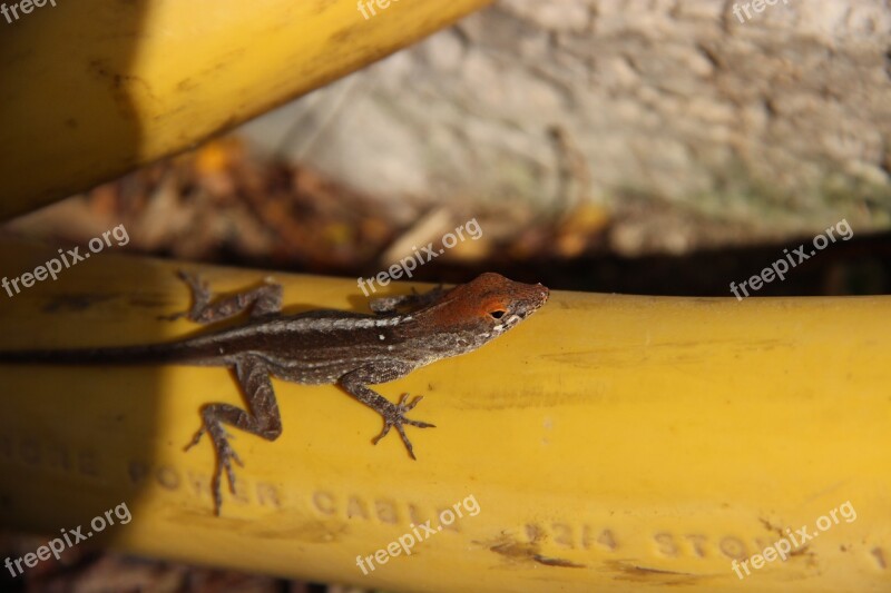 Lizard Reptile Animal Insect Eater Close Up