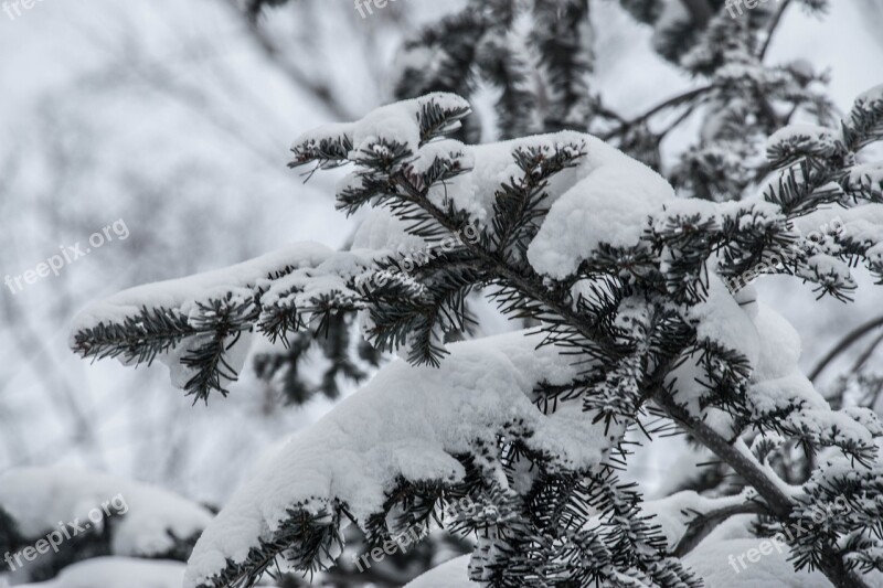 Snow Pine Tree White Winter Branch