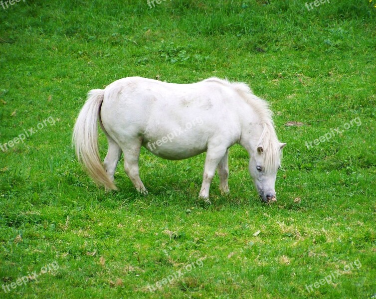 White Pony White Horse Hoofed Animals Free Photos