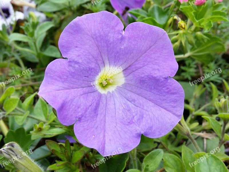 Petunia Blue Flower Nature Garden