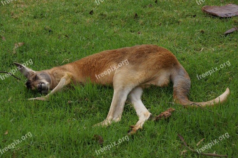 Kangaroo Rest Grass Sloth Sleep