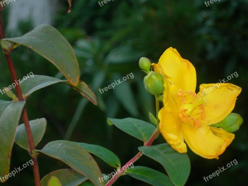 St John's Wort Flowers Yellow Buds Night