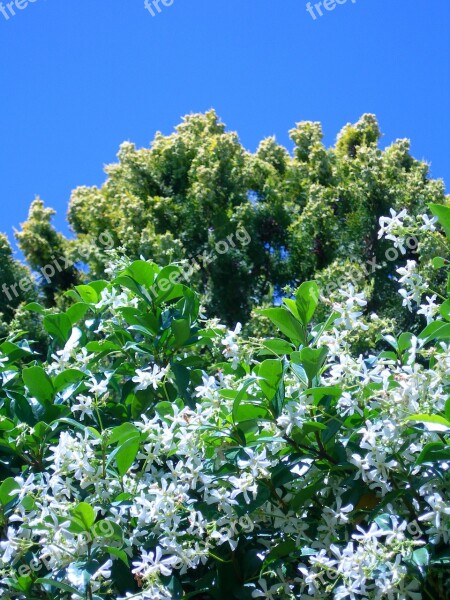 Jasmine Star White Flowers Thuja Tree Flowering