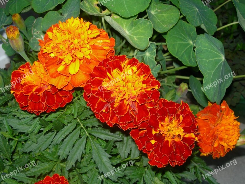 Marigolds Orange Red Flowers Nasturtium Leaves Buds Night