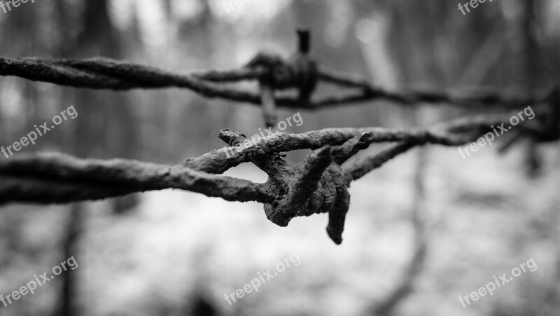 Barbed Wire Wire Fence Risk Close Up