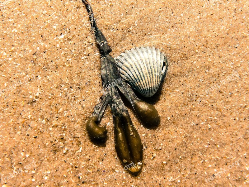 Beach Shell Seaweed Seashell Sand Beach