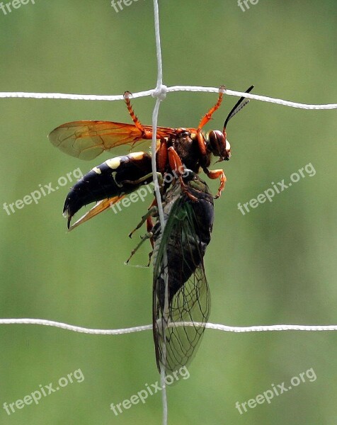 Cicada Killer Wasp Insect Bug Predator Net