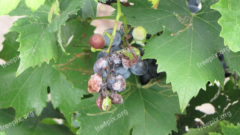 Grapes Plant Crop Failure Rotten Pests