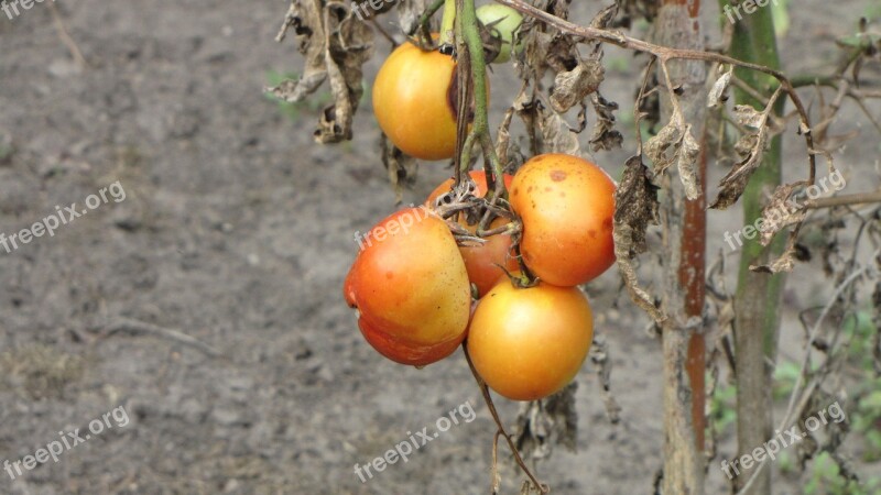 Tomatoes Plant Crop Failure Rotten Vegetables