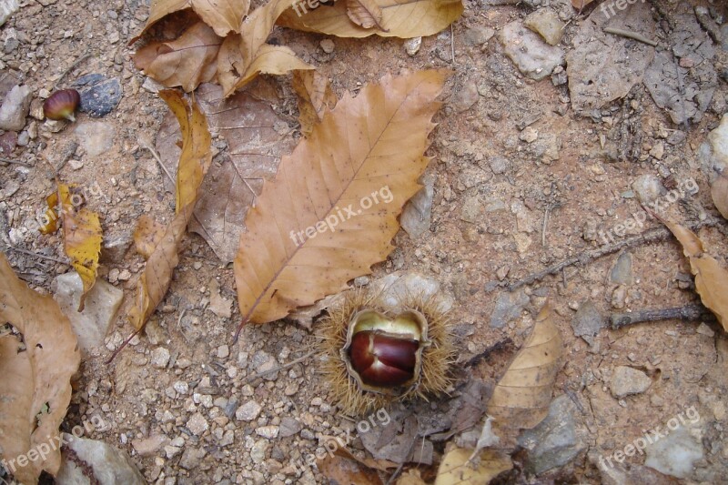 October Chestnut Leaves Brown Nature