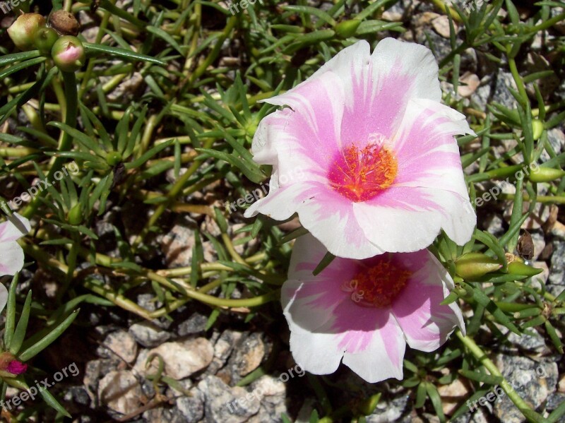 Rosa Pink Flower Grass Ground Nature