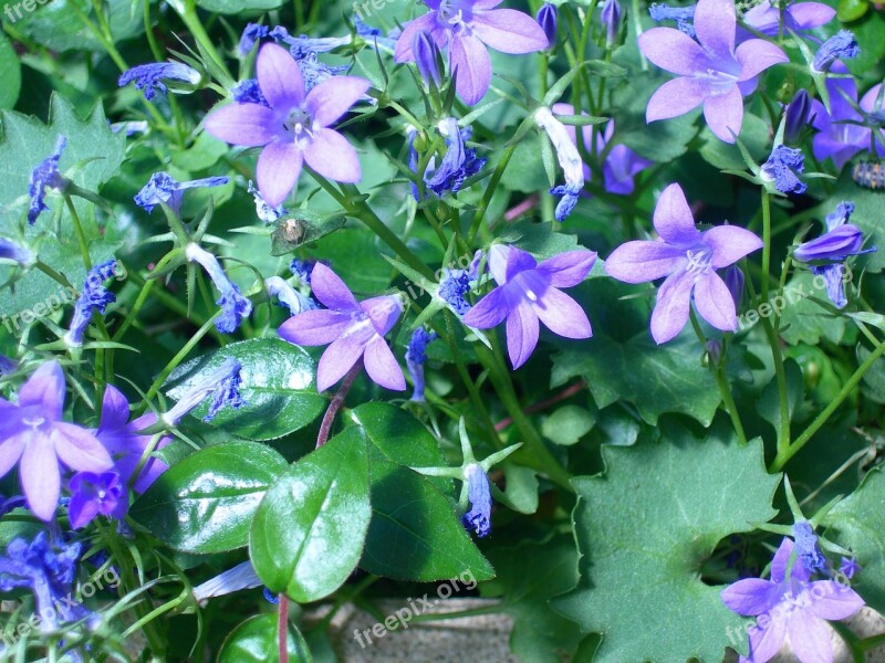 Campanules Flowers Blue Flower Garden Green Leaves