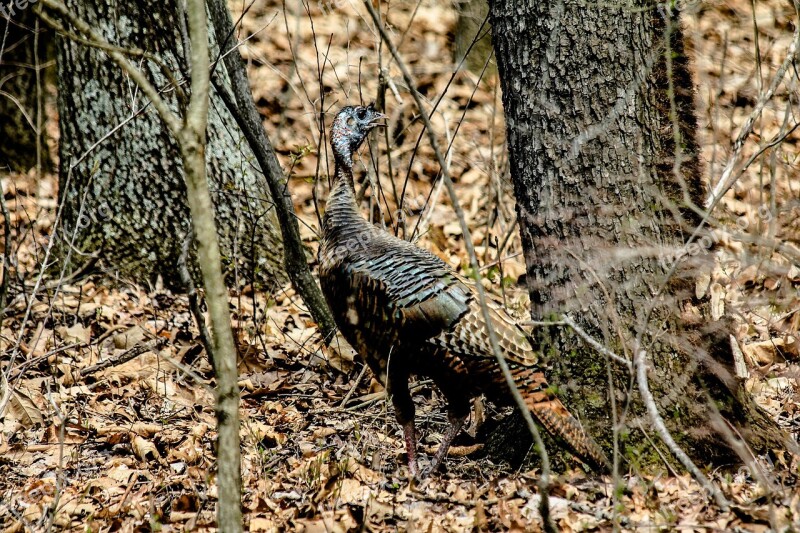 Turkey Bird Wilderness Forest Woods