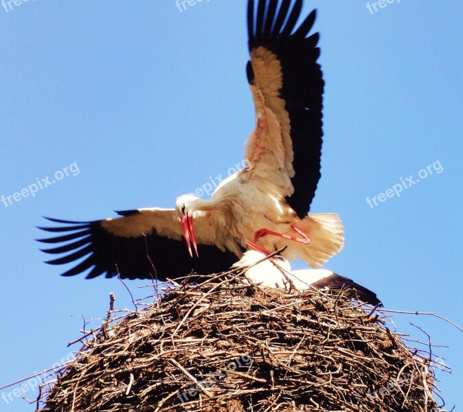 Stork Nest Bird Bird Nest Spring