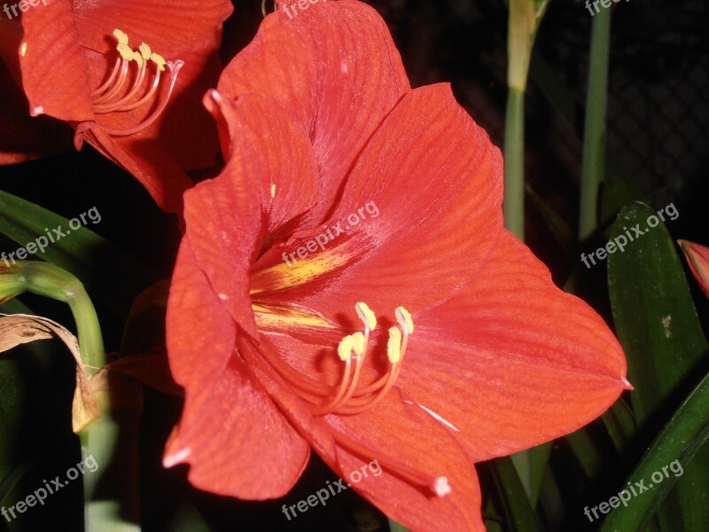 Lily Flowers Red At Night Free Photos