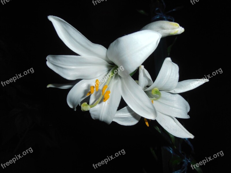 Lily White Flower At Night Free Photos