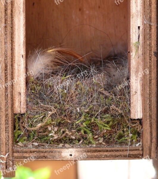 Bird's Nest Inside Nest Building Free Photos