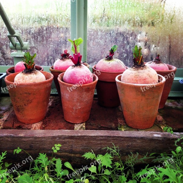 Beetroot Greenhouse Garden Vegetable Beet