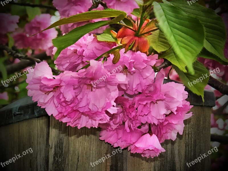 Blossom Spring Nature Spring Flowers Spring Background