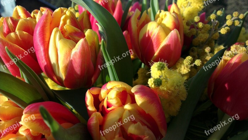 Tulip Mimosa Flower Bouquet Free Photos