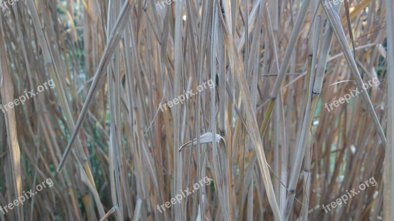 Zen Reeds Garden Bamboo Herbs