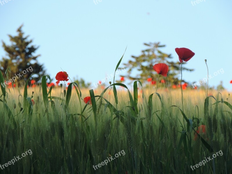 Poppies Field Flowers Wheat Campaign