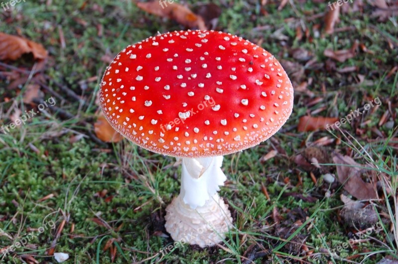 Mushroom Red With White Dots Red Fly Agaric White Dots Red White Dots