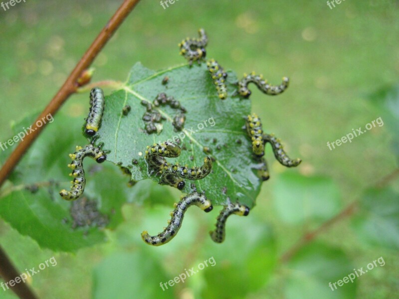 Caterpillar Breitfüßige Birch Sawfly Birch Leaf Insect Garden