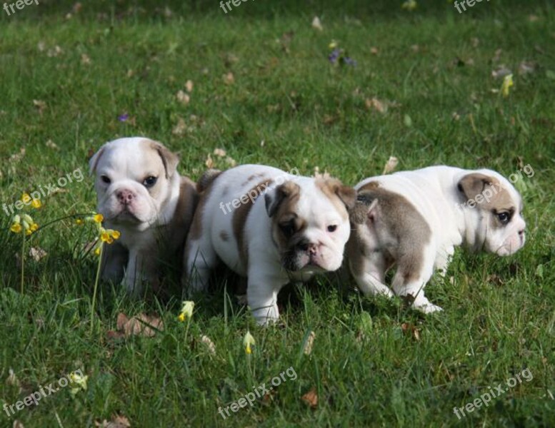 Bulldog Puppy Dog Free Photos