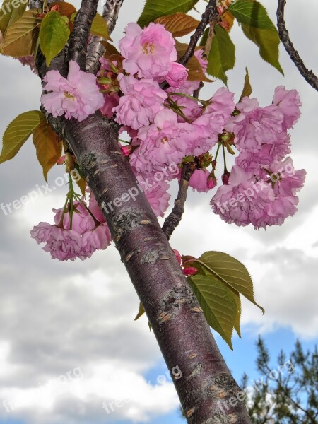 Blossom Spring Nature Spring Background Bloom