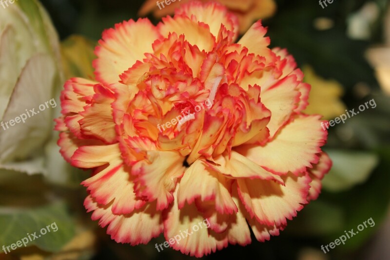 Flowers Garden Orange Bloom Nature