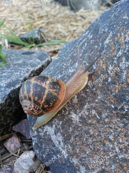 Snail Shell Animal Rock Spiral