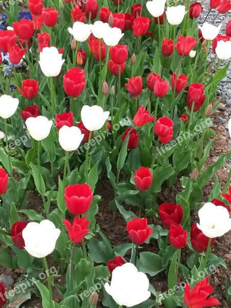 Tulips Nature Tulip Field Red White