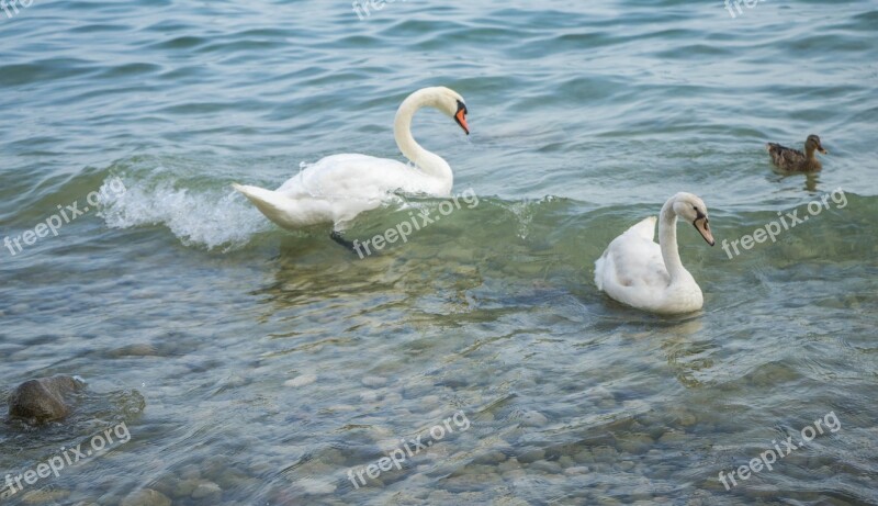 Swans Birds Duck Nature Wildlife