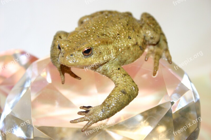 Toad Frog Amphibians Creature Close Up