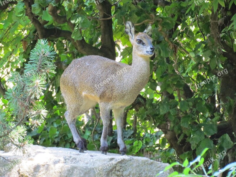 Capricorn Animal Alpine Free Photos