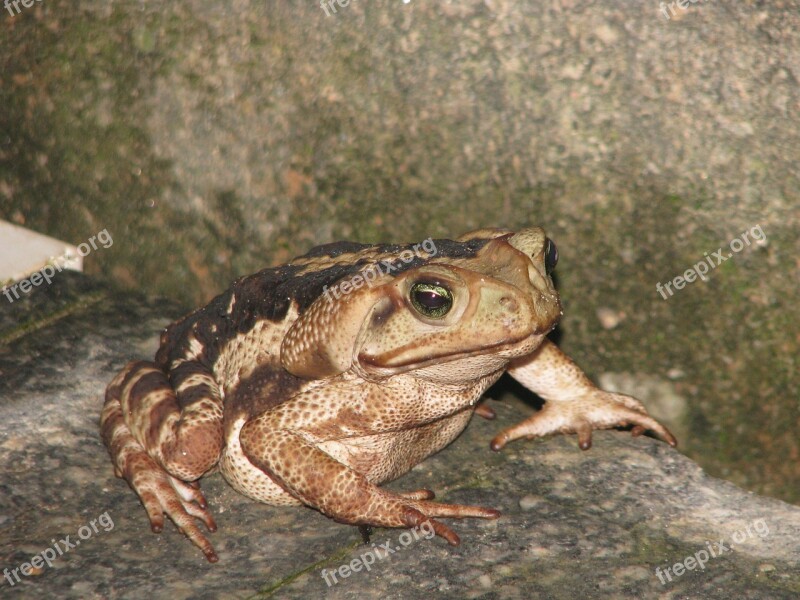 Toad Frog Garden Free Photos