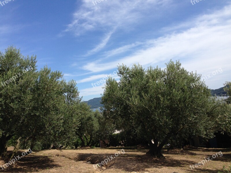 Kagawa Prefecture Shodoshima Olive Garden Olive Tree September