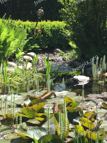 Garden Plant Pond Spring Green Space