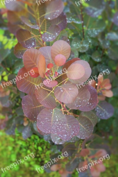 Rain Plant Green Nature Dew