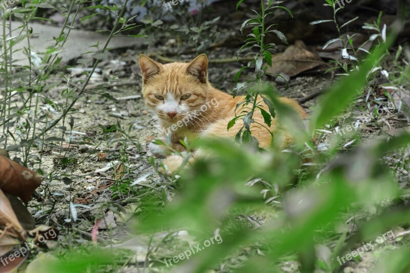 Cat Courtyard Grove Nap Rest